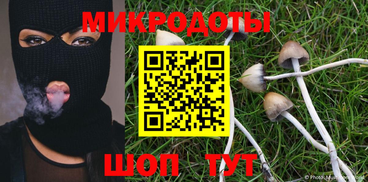 Галлюциногенные грибы Psilocybe Новокуйбышевск